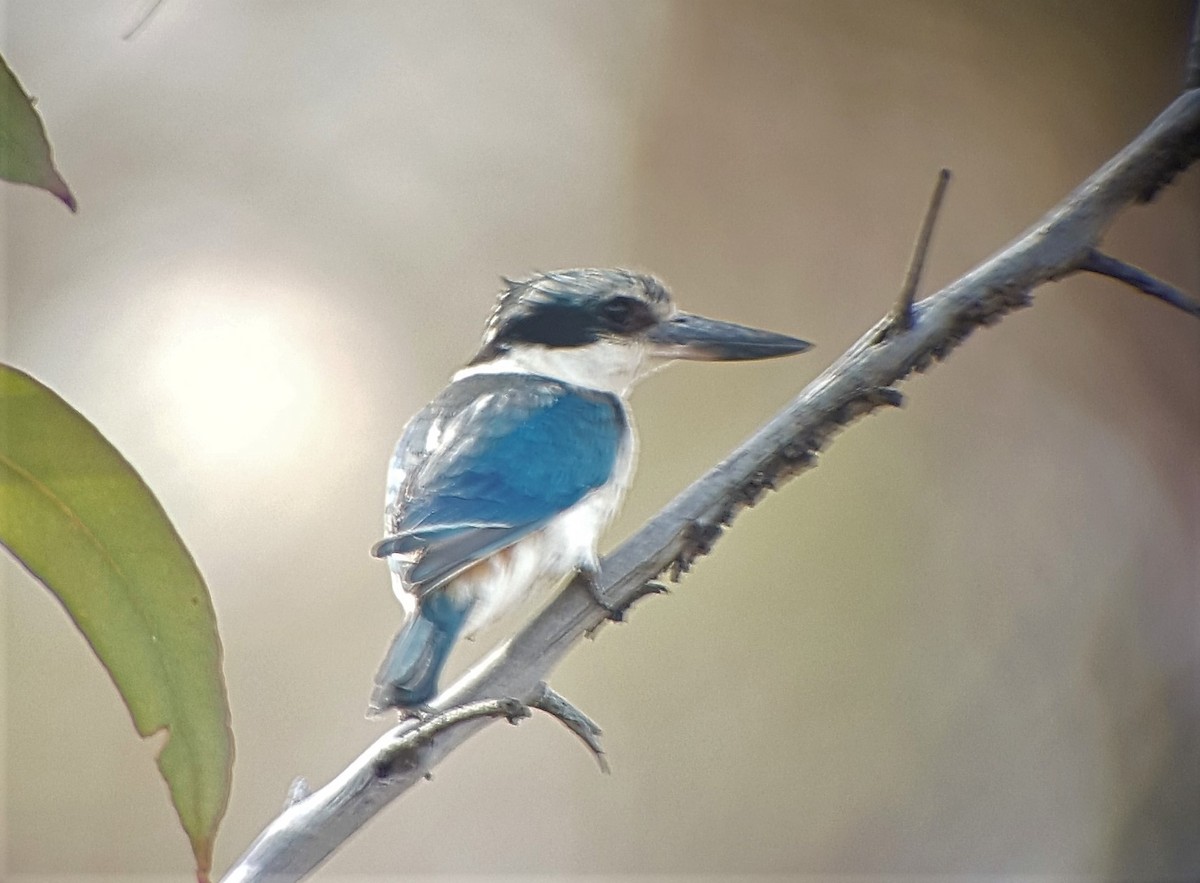 Red-backed Kingfisher - ML186292151