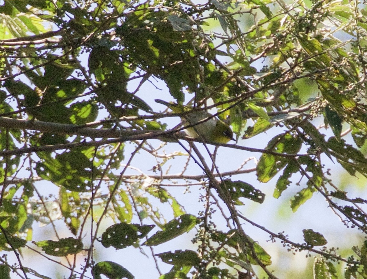 Black-fronted White-eye - ML186292581