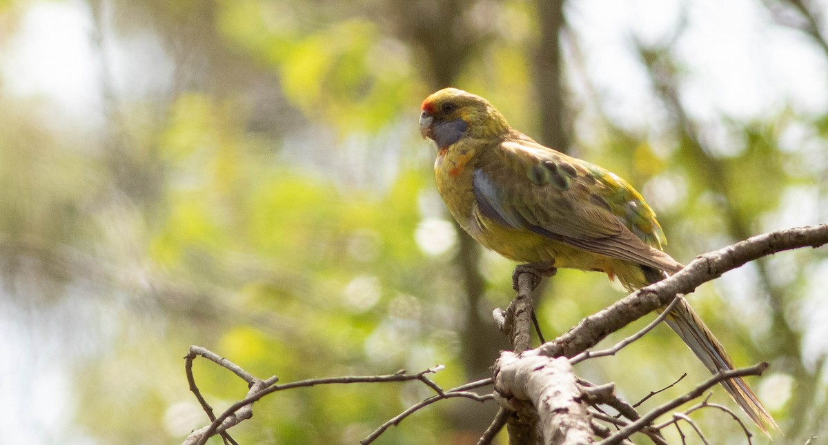 アカビタイキクサインコ - ML186292941