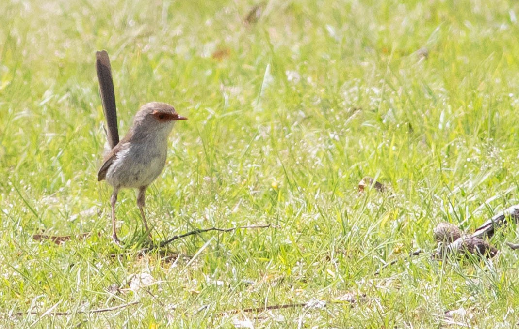 Superb Fairywren - ML186292991