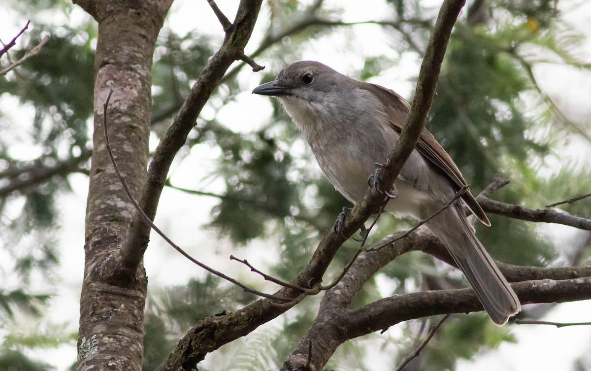 Gray Shrikethrush - ML186293001