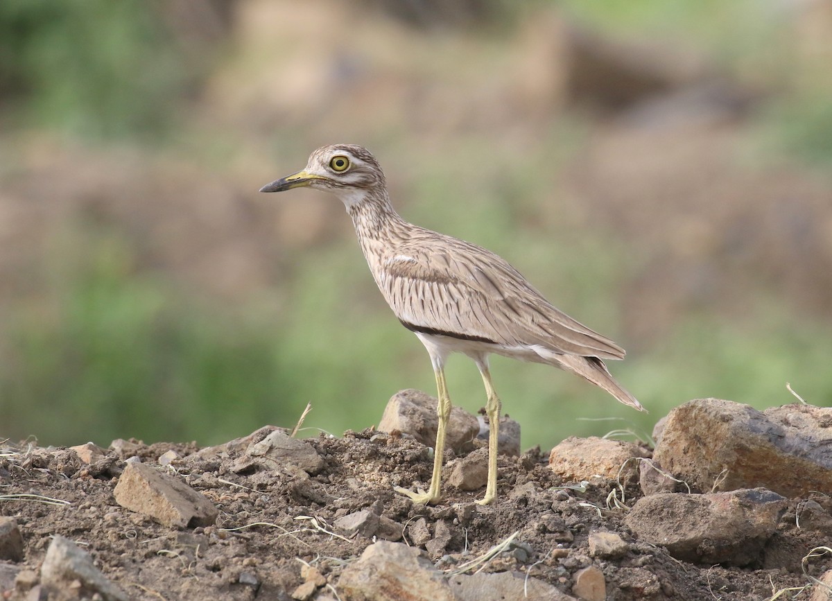 Senegal Thick-knee - ML186293341