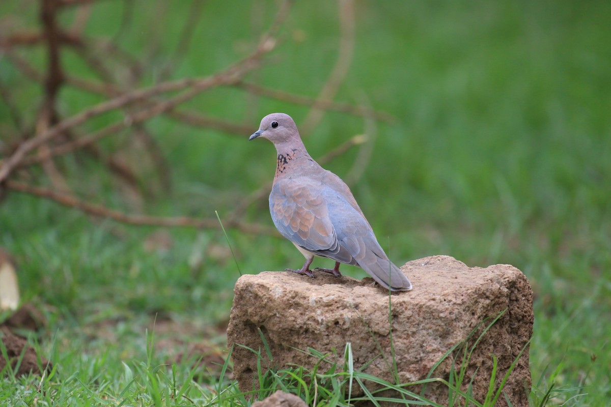 Laughing Dove - Fikret Ataşalan