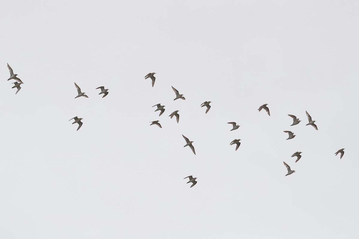 Sharp-tailed Sandpiper - Todd Burrows