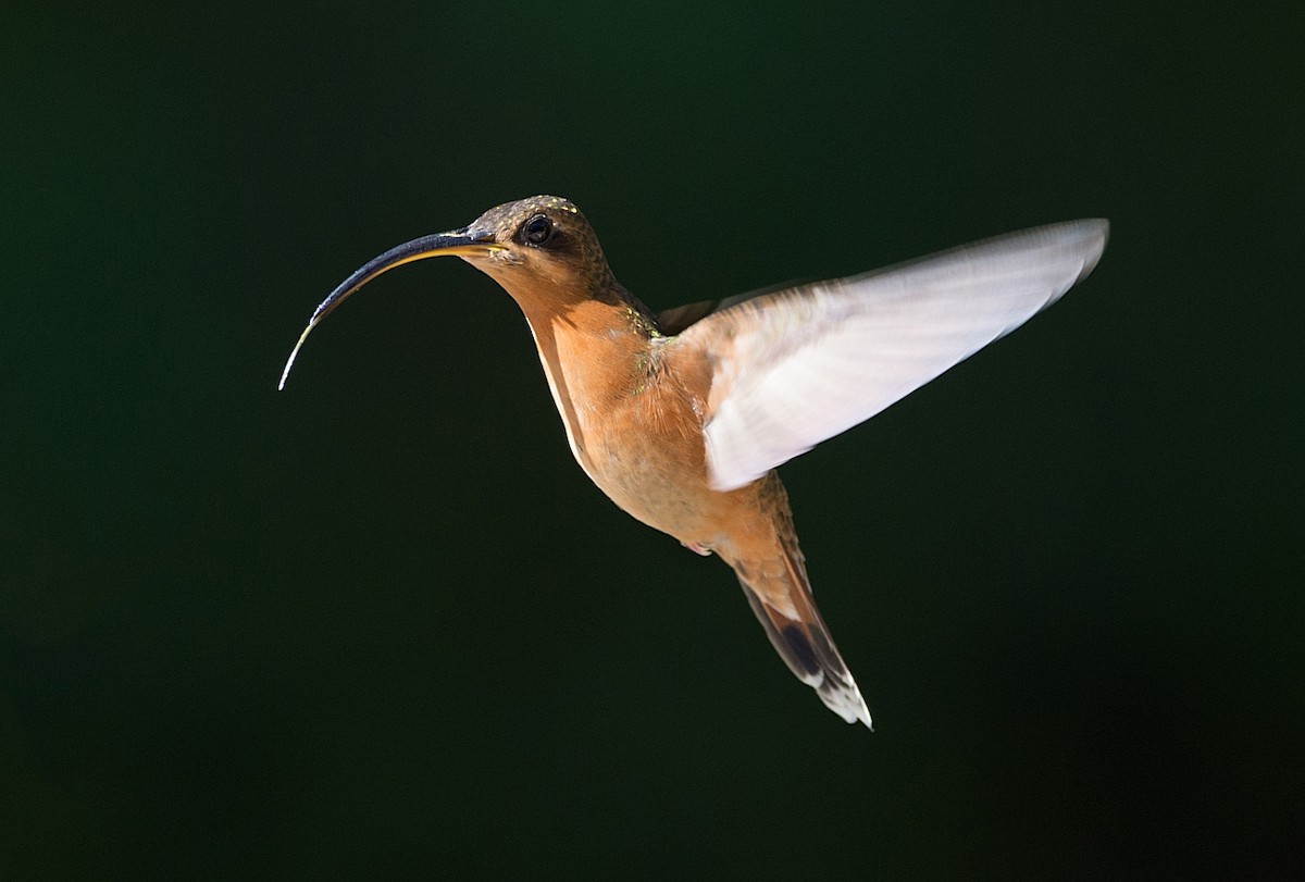 Rufous-breasted Hermit - ML186296021