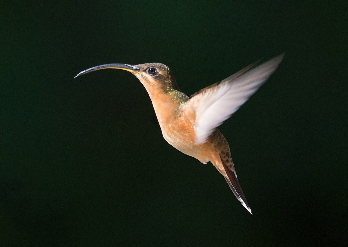 Rufous-breasted Hermit - ML186296031