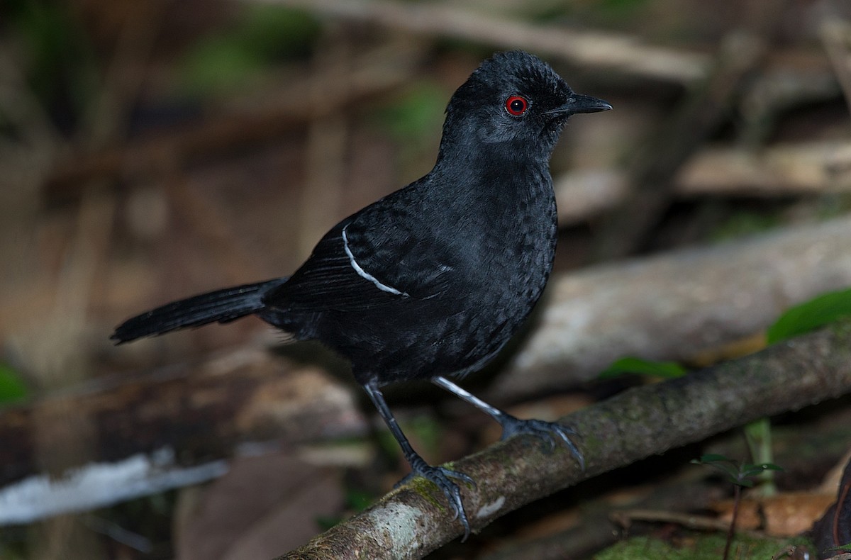 White-shouldered Fire-eye - ML186296601