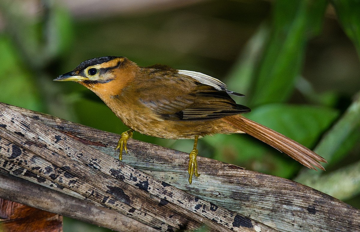 Black-capped Foliage-gleaner - ML186296651