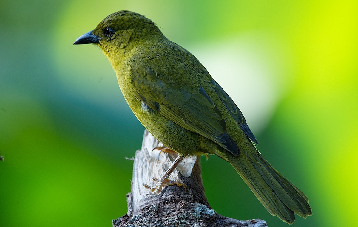 Olive-green Tanager - LUCIANO BERNARDES