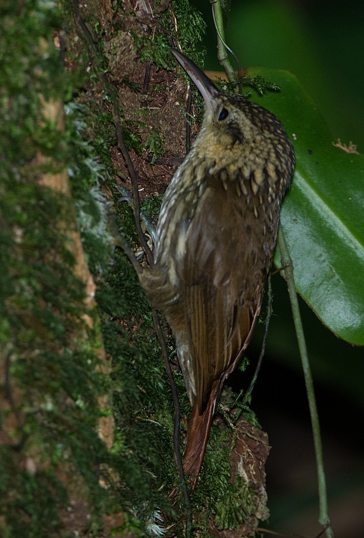 Lesser Woodcreeper - ML186297091