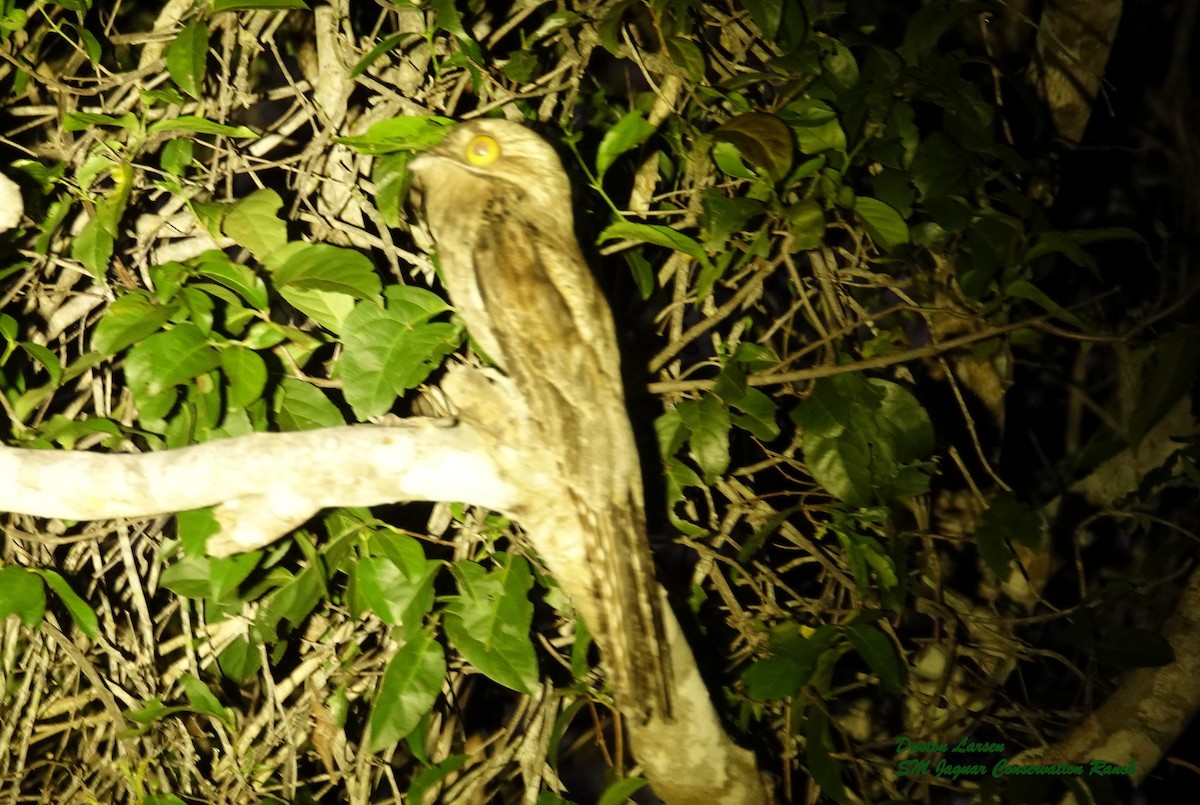 Common Potoo - ML186297591