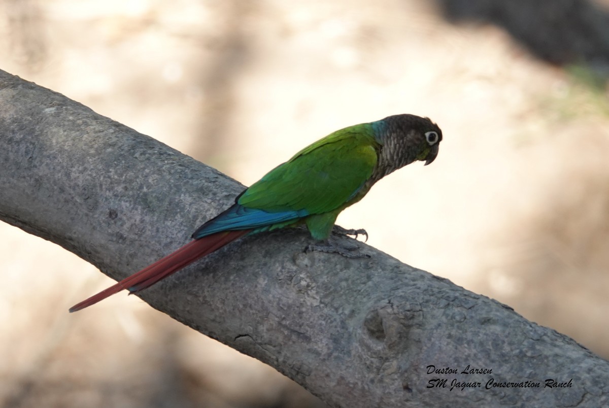 Green-cheeked Parakeet - ML186298101