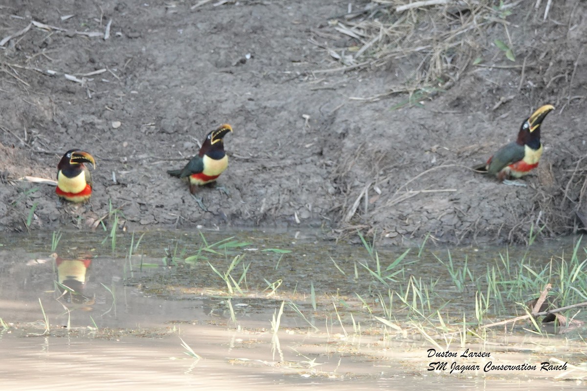 Chestnut-eared Aracari - ML186298231