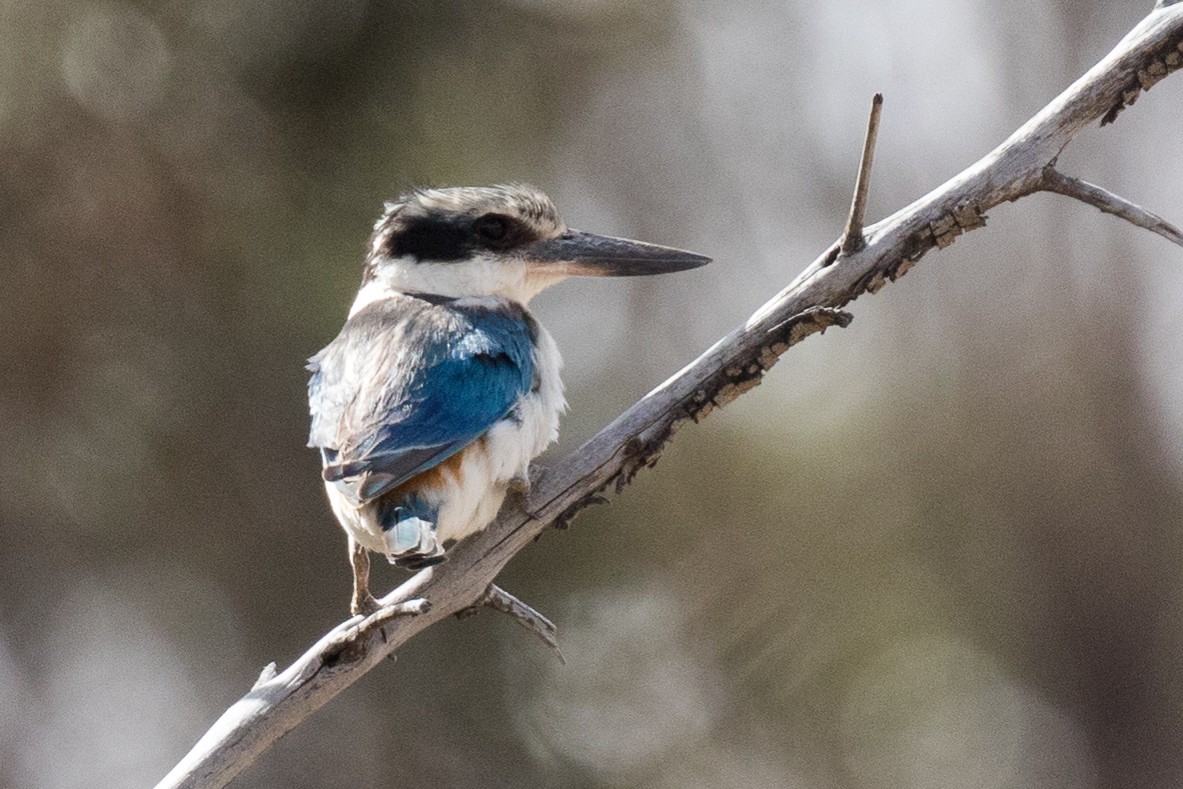 Red-backed Kingfisher - ML186298311