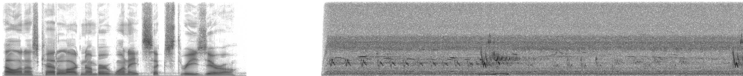 holub pásochvostý - ML18630