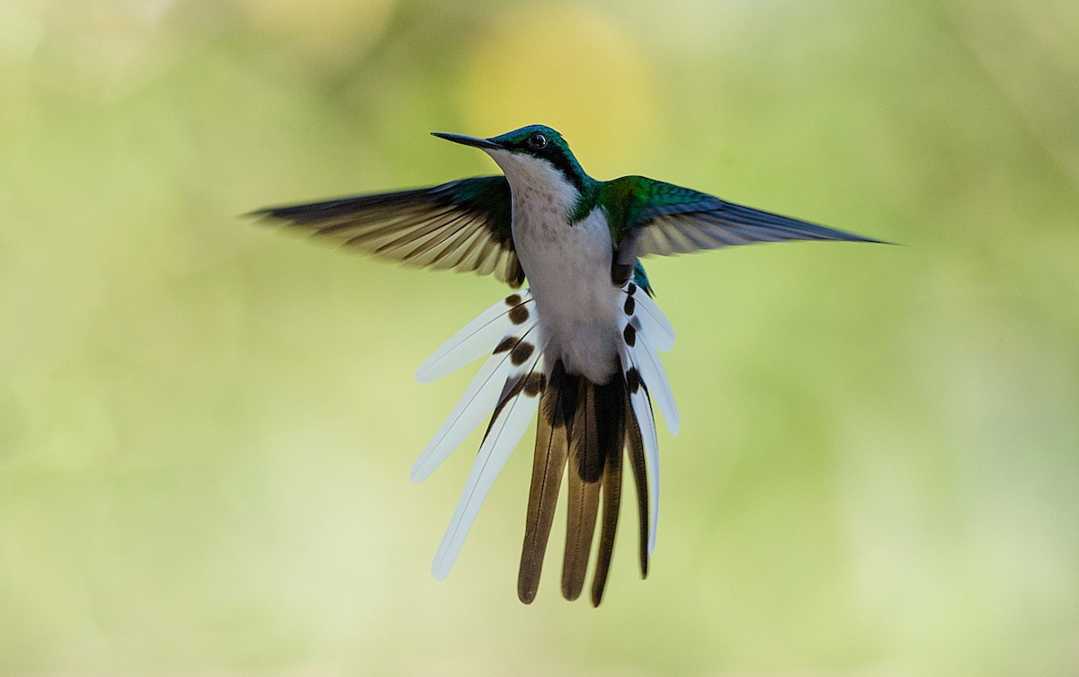 kolibřík černouchý - ML186300891