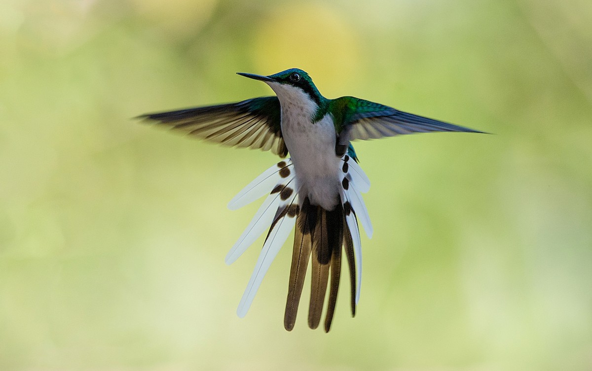 Black-eared Fairy - ML186300891