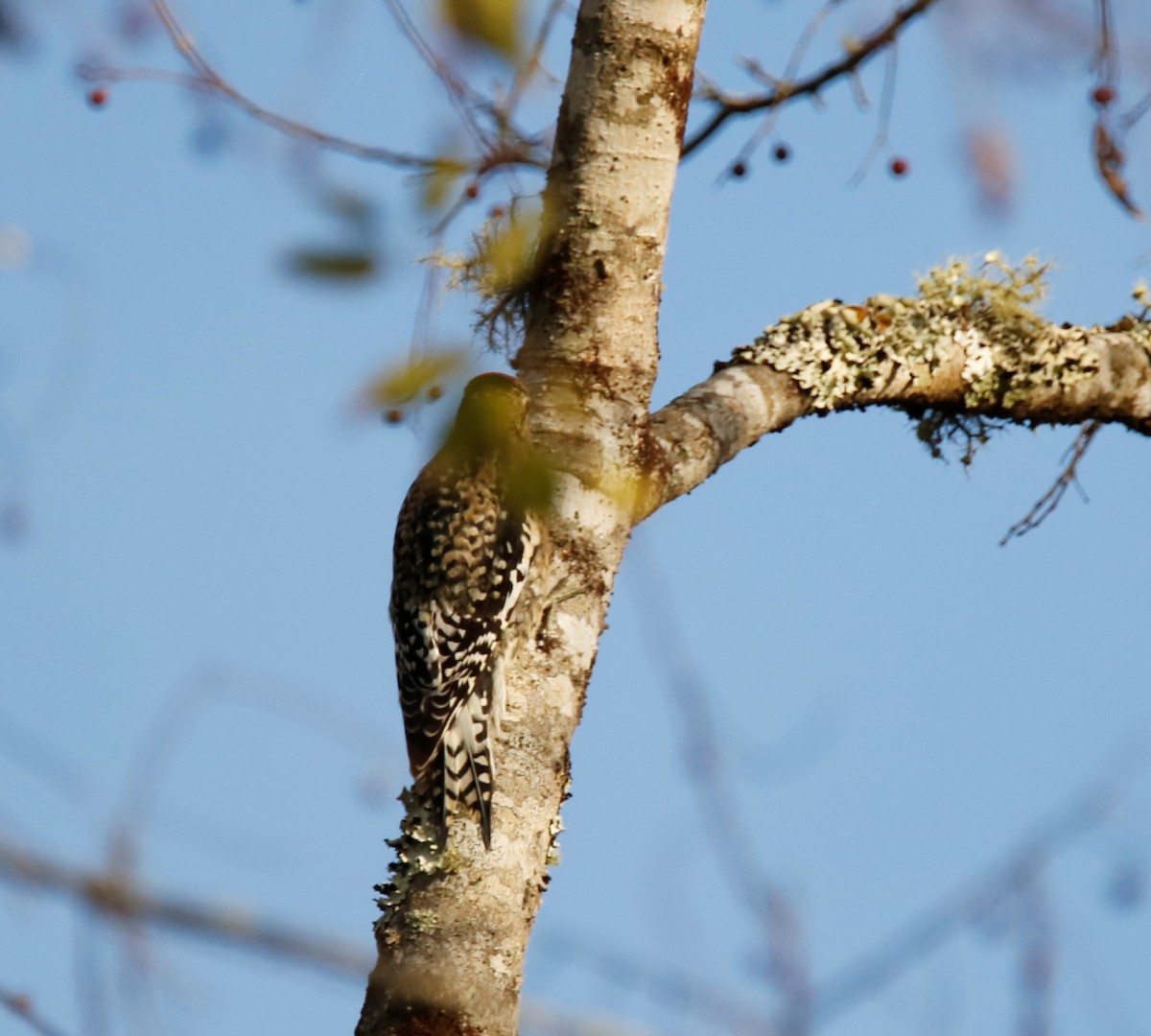 Yellow-bellied Sapsucker - ML186302511