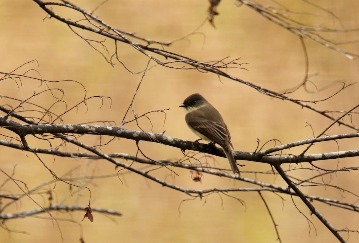 Eastern Phoebe - ML186302531