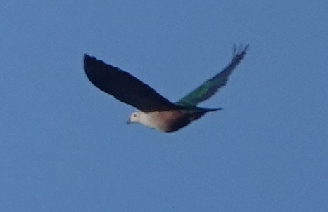 Finsch's Imperial-Pigeon - Sue Hacking