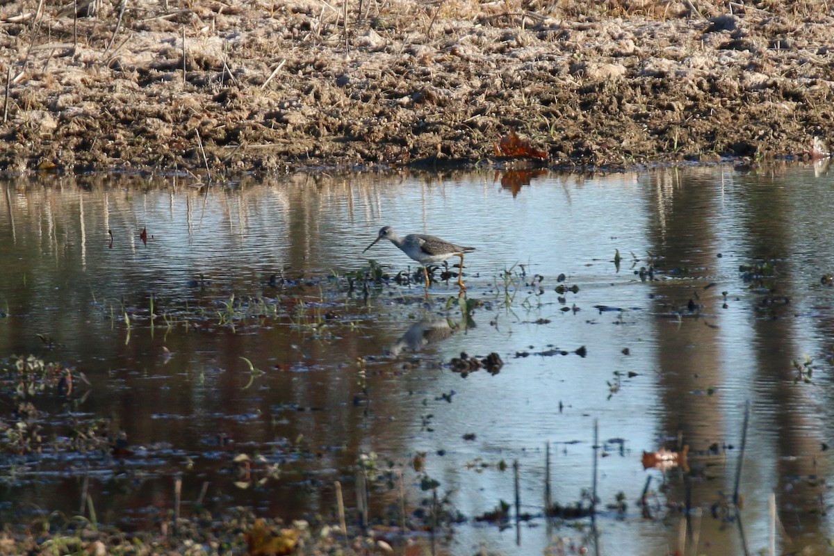 Greater Yellowlegs - ML186306301