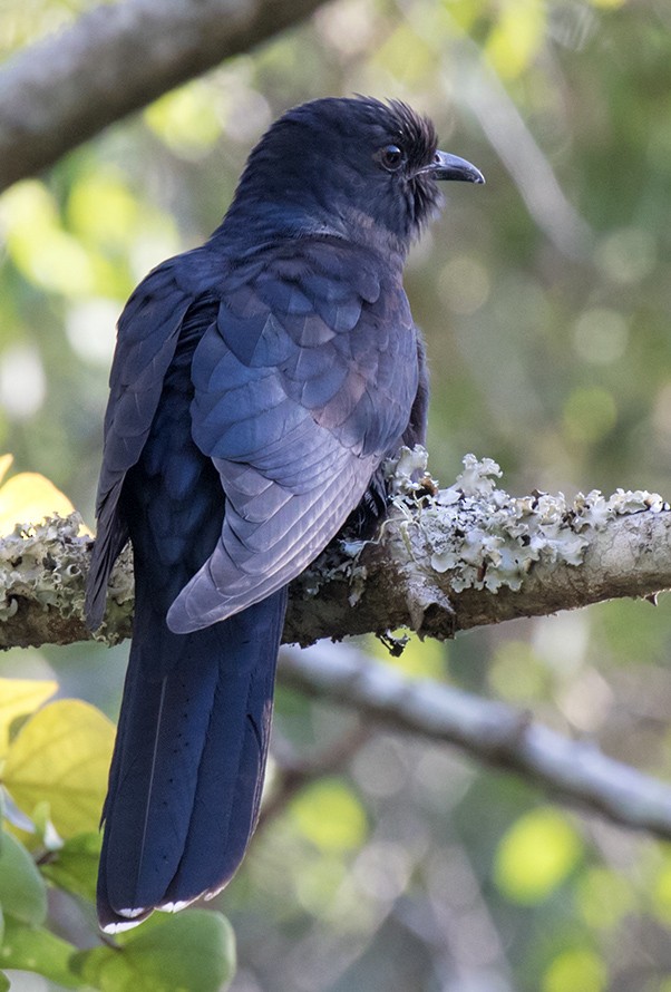 Black Cuckoo (Black) - Bruce Ward-Smith