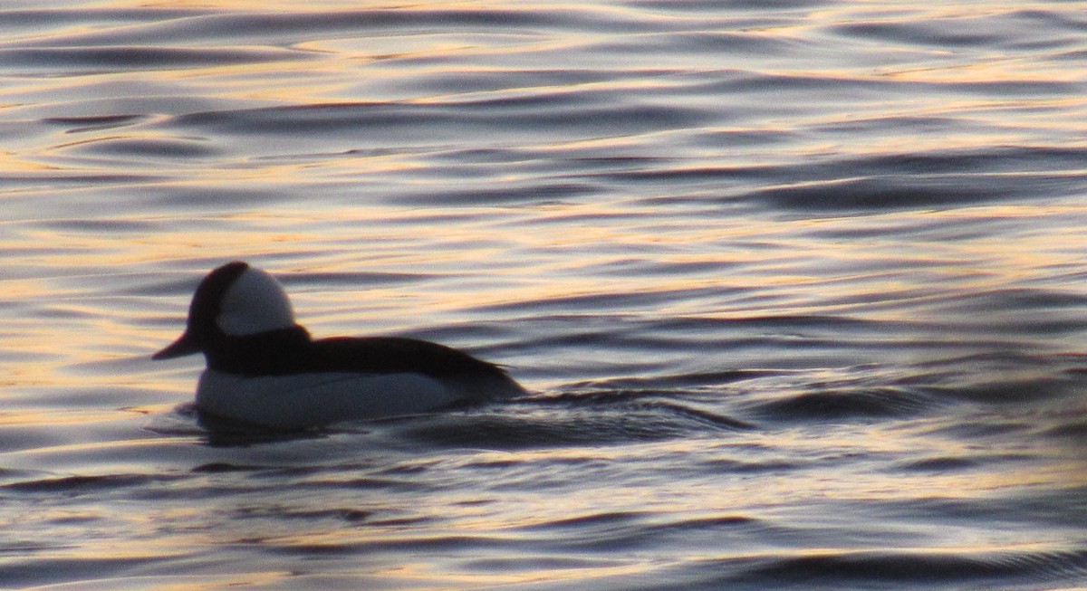 Bufflehead - ML186307591