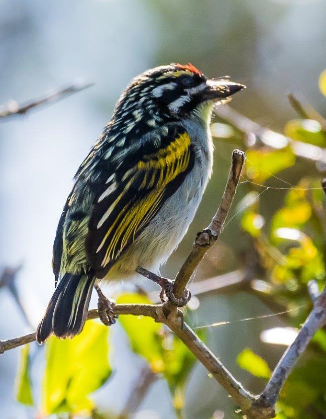Red-fronted Tinkerbird - Bruce Ward-Smith