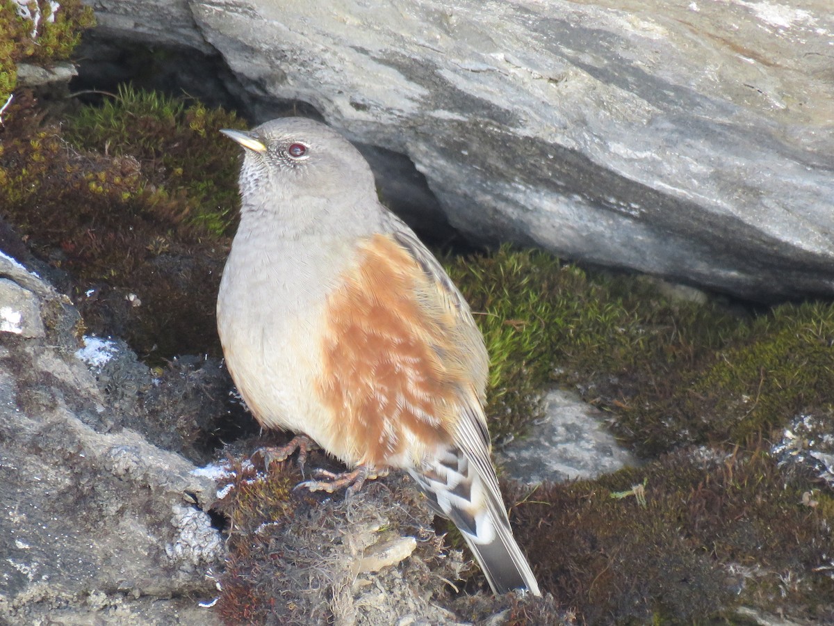 Alpine Accentor - ML186307871