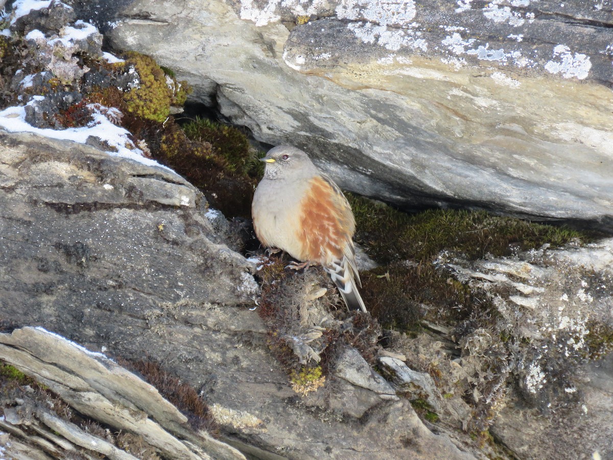 Alpine Accentor - ML186307901