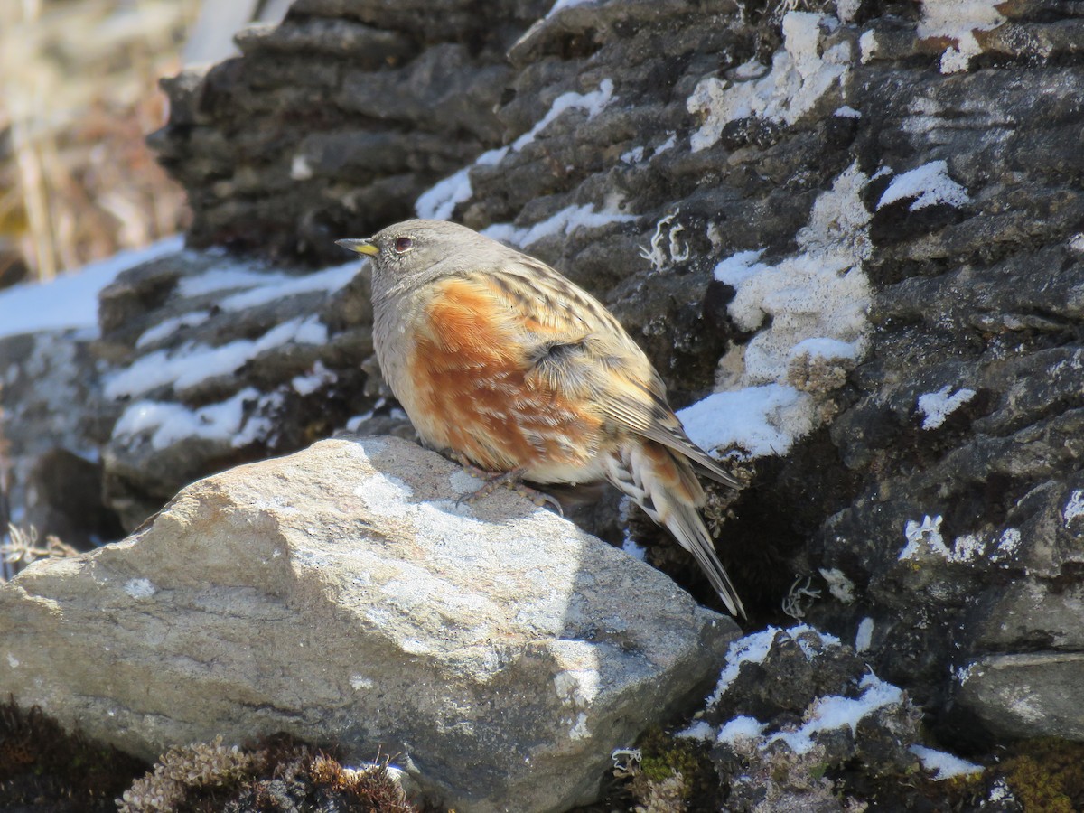 Alpine Accentor - ML186307911