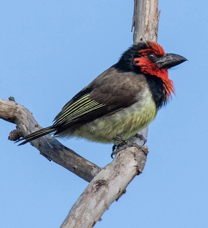 Black-collared Barbet - ML186307931