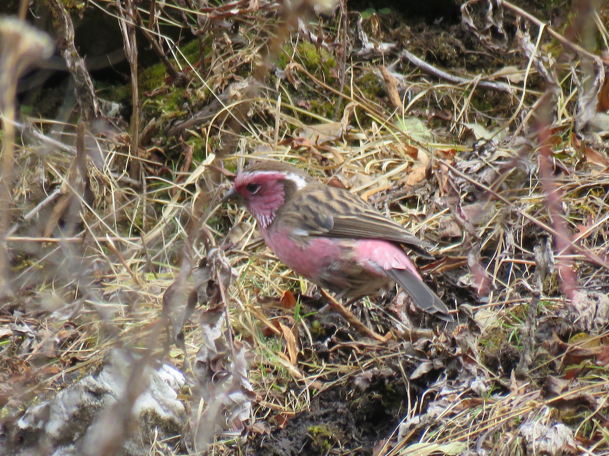 Chinese White-browed Rosefinch - ML186308351