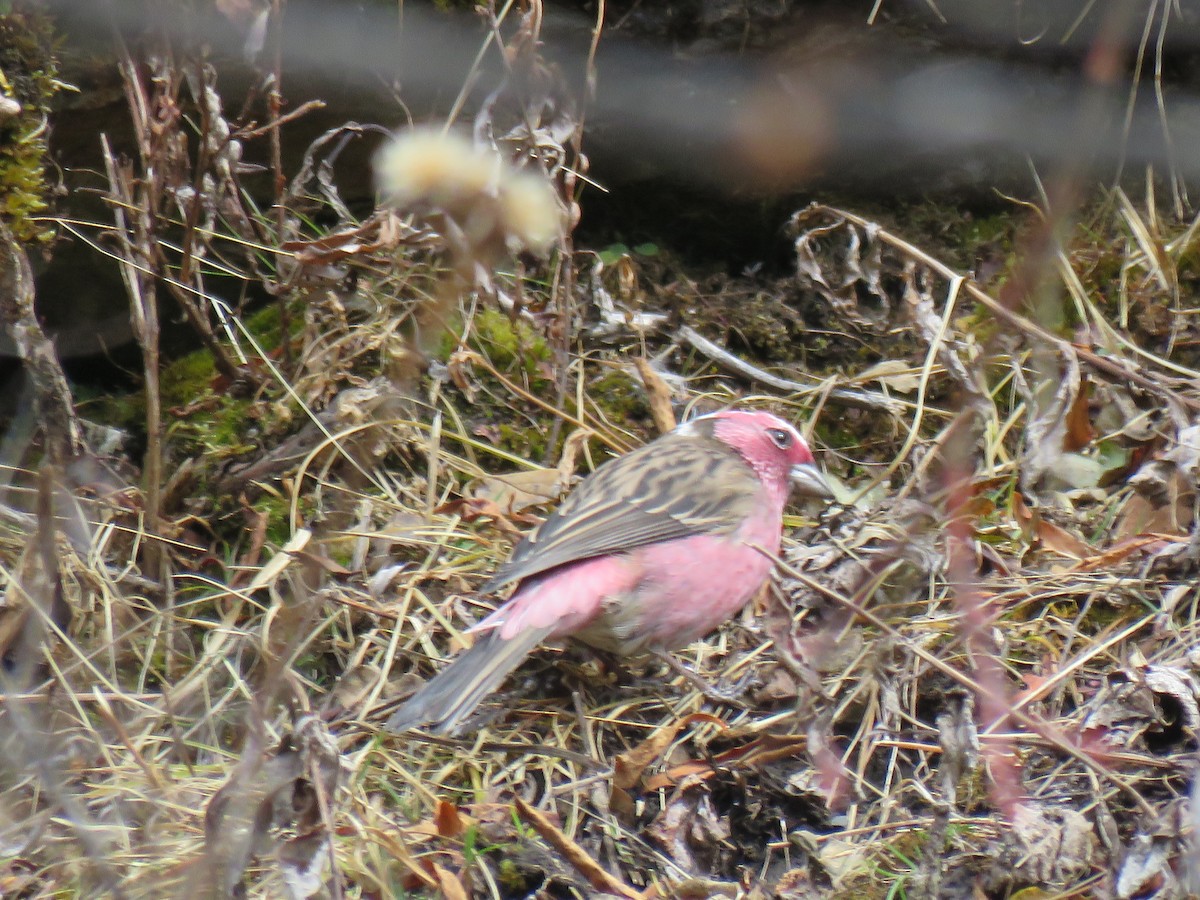 Chinese White-browed Rosefinch - Thomas Brooks