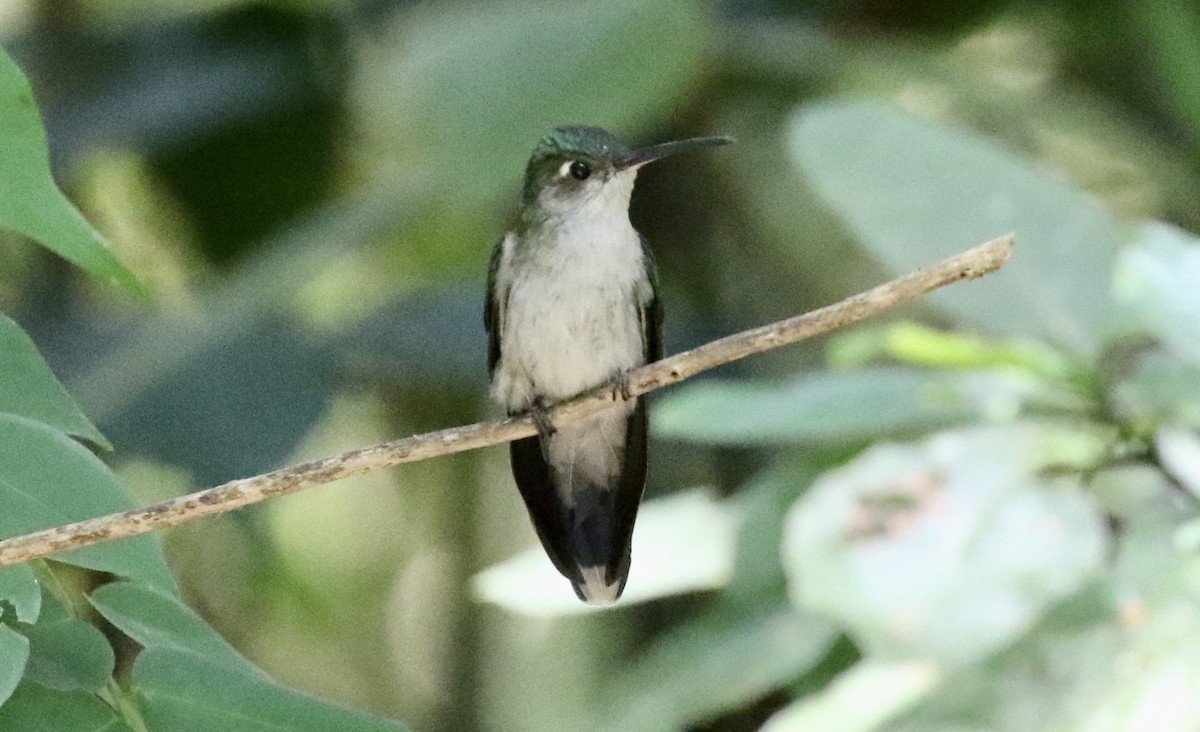 Gray-breasted Sabrewing - ML186308761