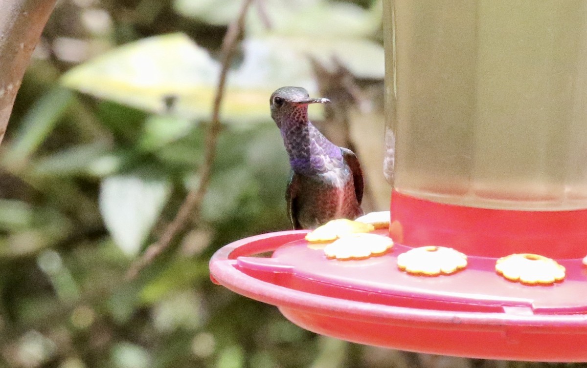 kolibřík safírový - ML186308811