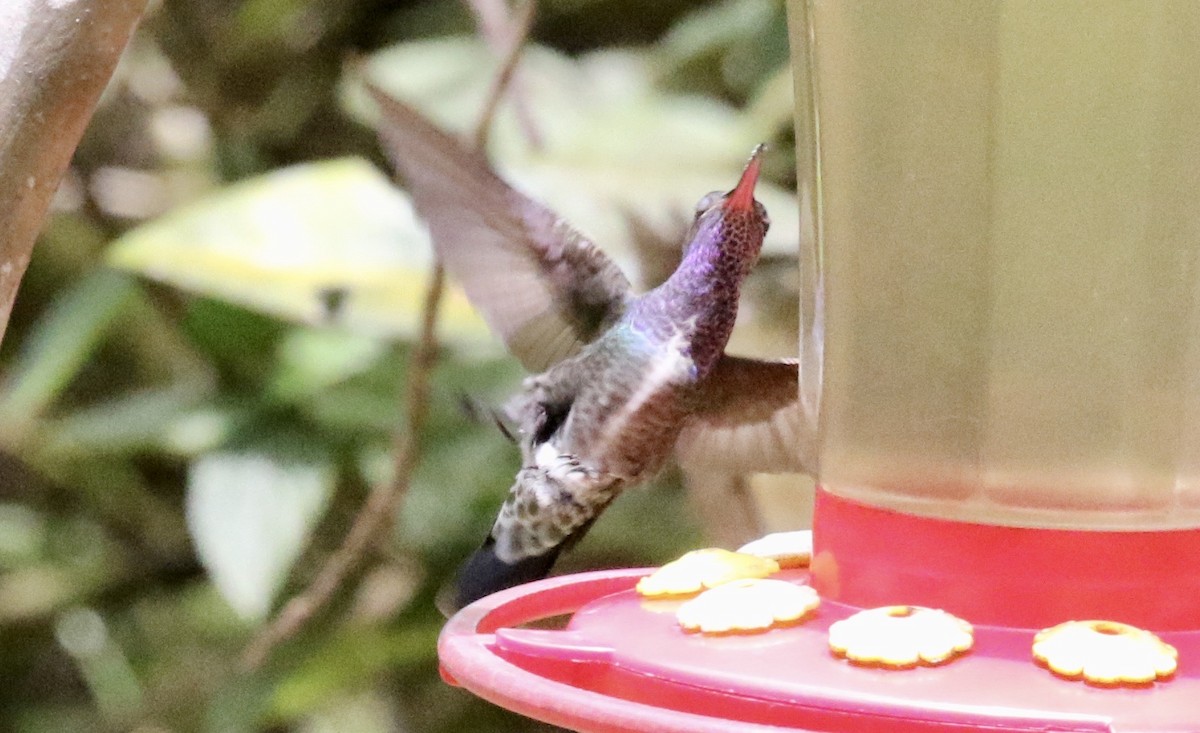 kolibřík safírový - ML186308821