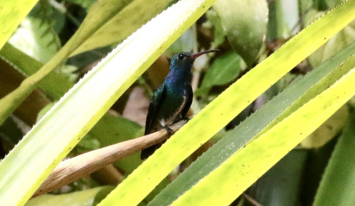 kolibřík safírový - ML186308831