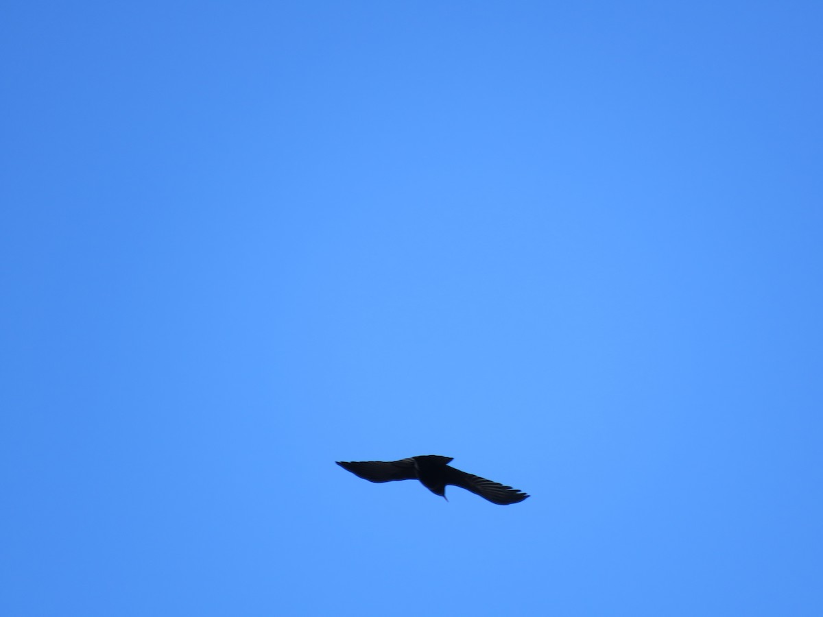 Red-billed Chough - ML186308841