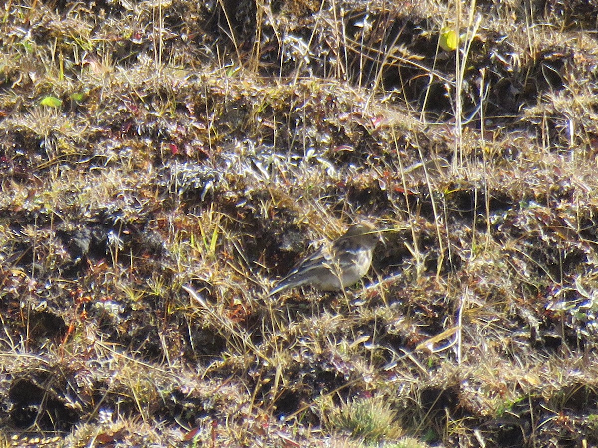 Plain Mountain Finch - ML186308871