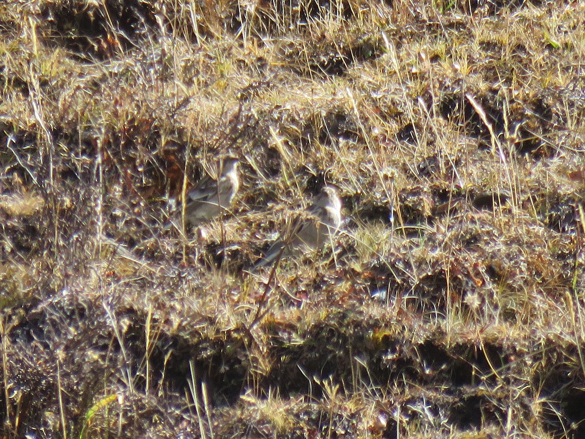 Plain Mountain Finch - ML186308881