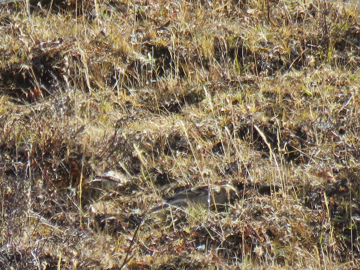 Plain Mountain Finch - ML186308941