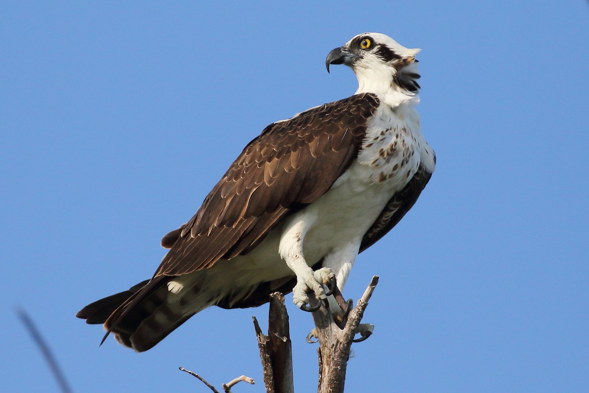 Osprey (carolinensis) - ML186309021