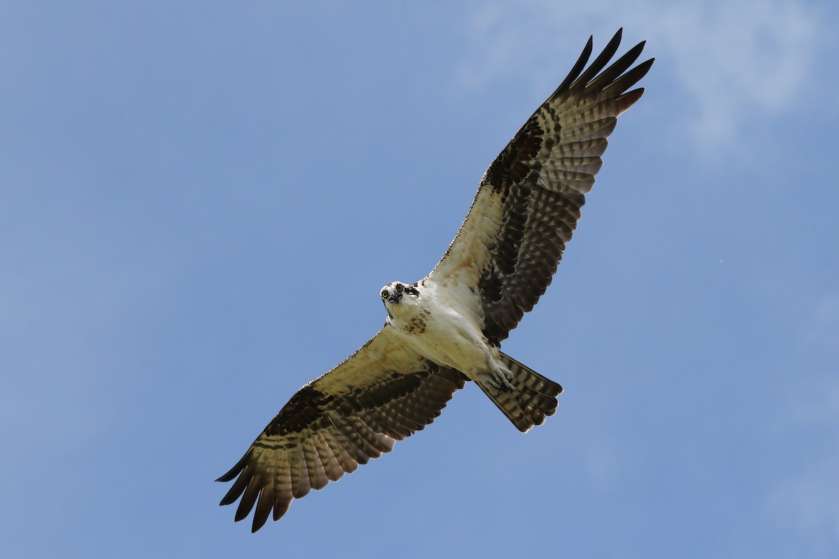 Osprey (carolinensis) - ML186309051