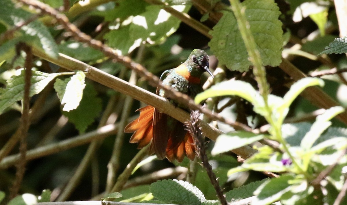 kolibřík nazlátlý - ML186309291
