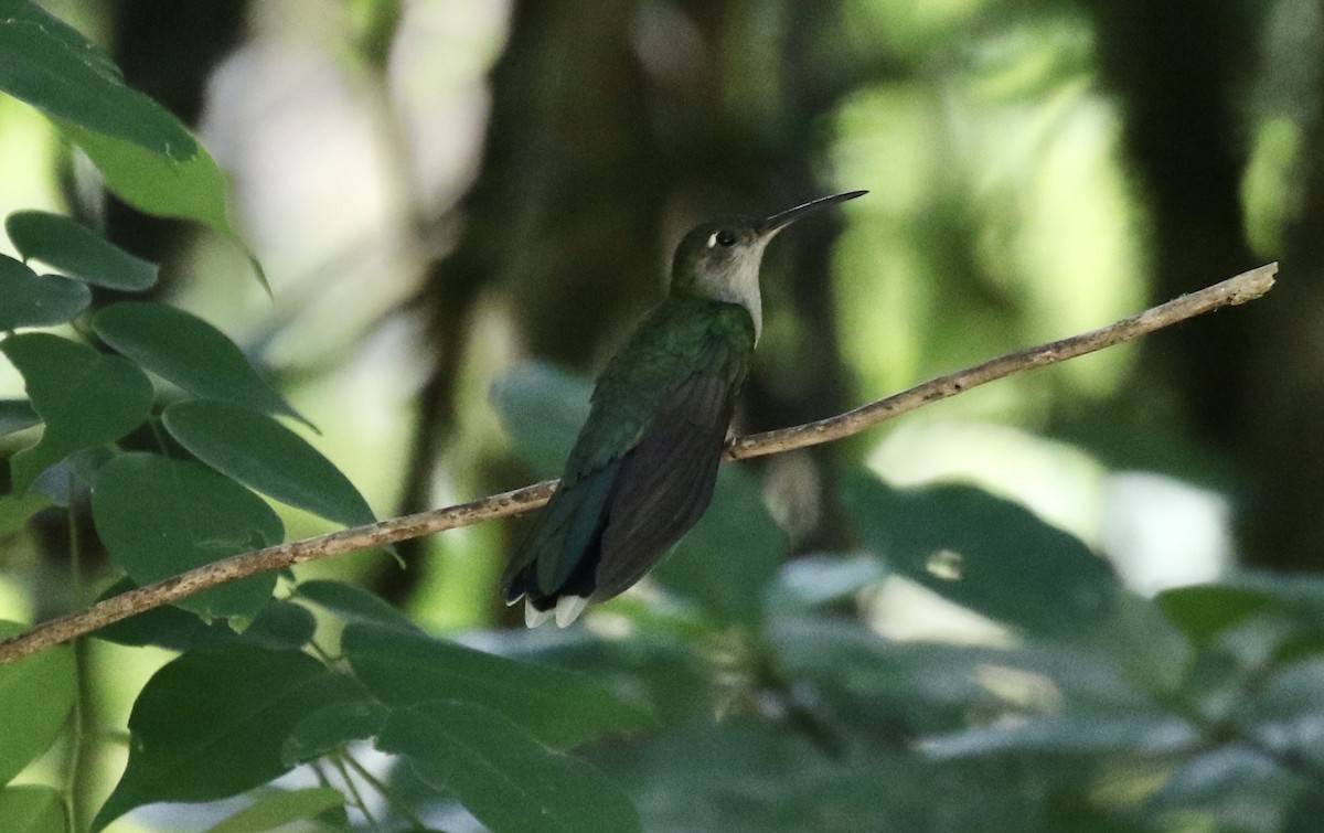 Gray-breasted Sabrewing - ML186309321