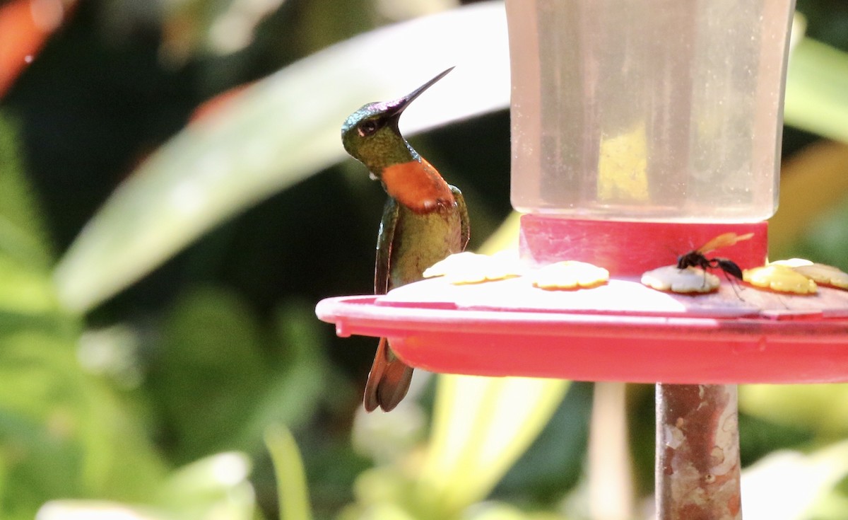 kolibřík nazlátlý - ML186309401