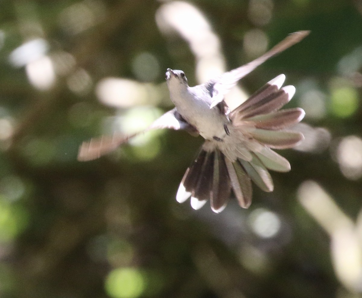 kolibřík šedoprsý - ML186309451