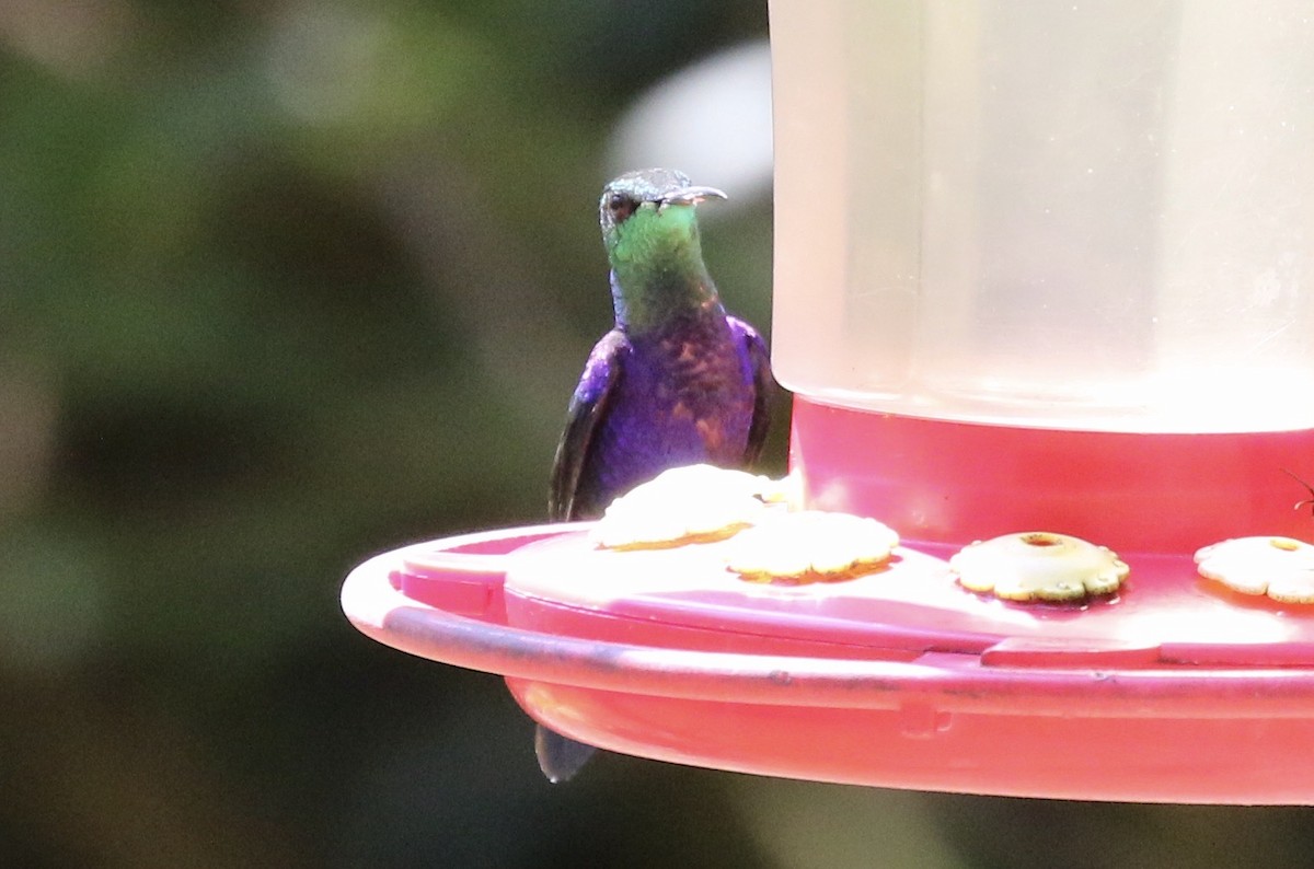 kolibřík nymfový - ML186309511