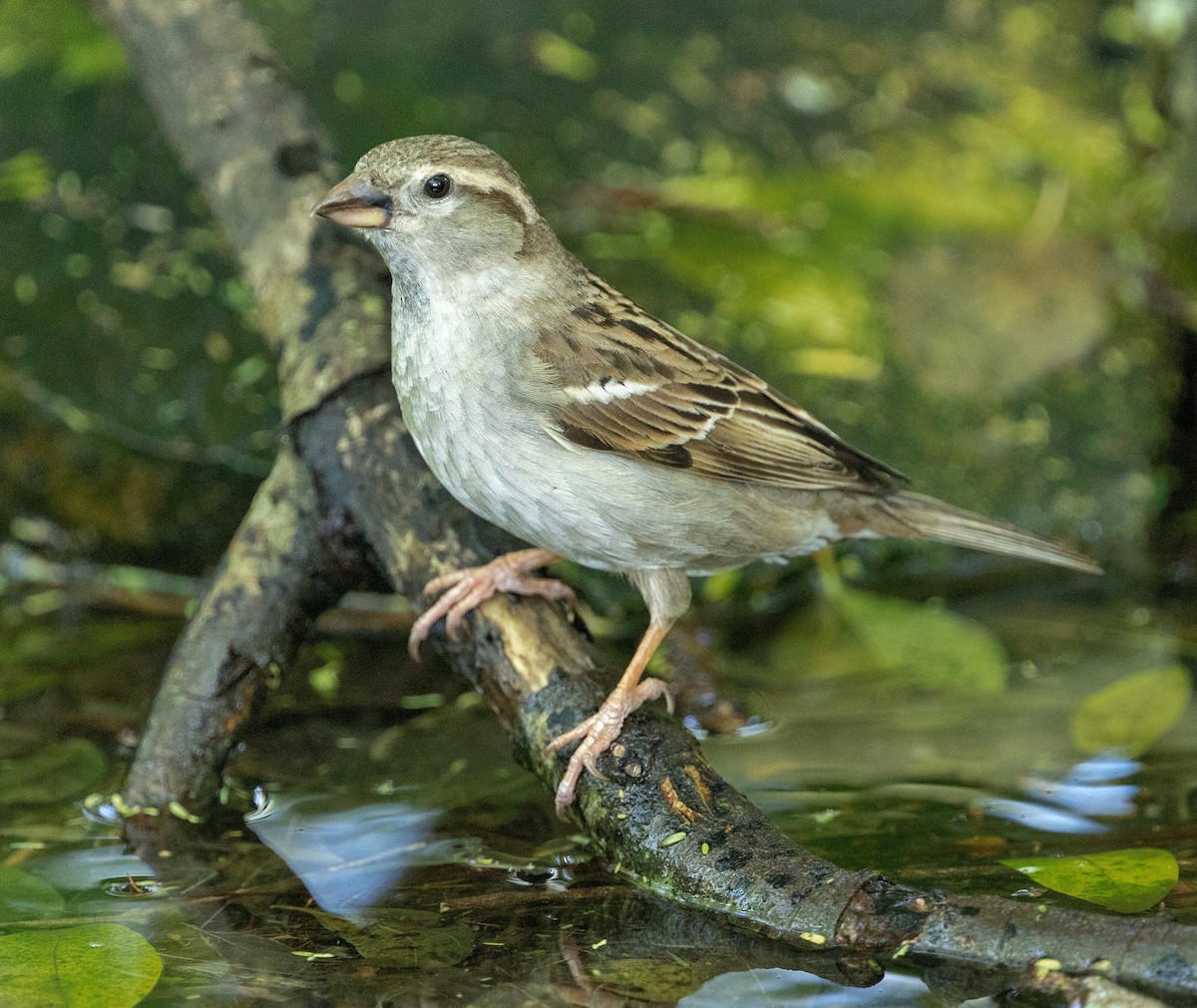 House Sparrow - Iris Kilpatrick